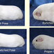 Image for article titled The high-stakes underworld of guinea pig pageantry